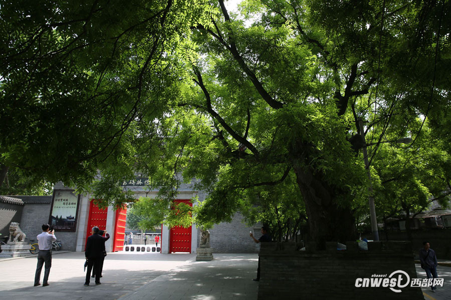截枯枝補空洞修古樹 書院門千年國槐重?zé)ㄉ鷻C