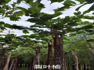 裂葉榆基地直銷(xiāo)，2017年價(jià)格參考