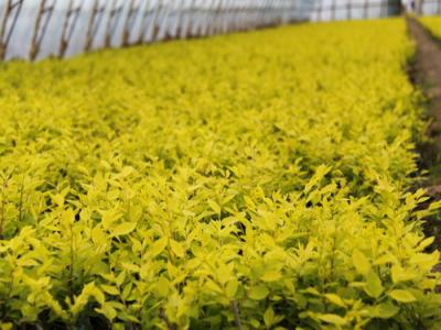 夏季種植金葉榆有哪些注意事項(xiàng)？