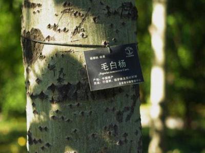 什么叫毛白楊？毛白楊有哪些特點(diǎn)？