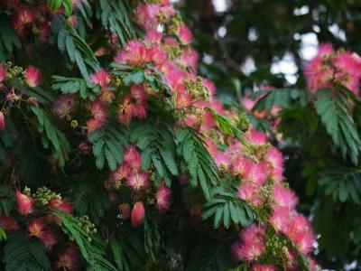 合歡花的產(chǎn)地分布都有哪些地區(qū)？