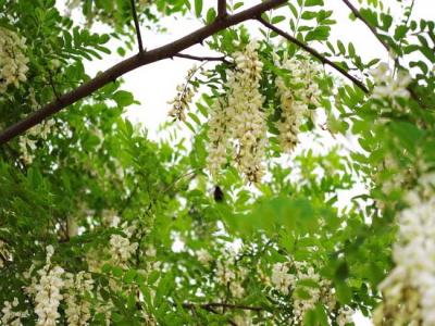 槐花一般幾月開(kāi)花？