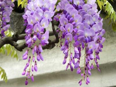 紫藤什么時候開花？紫藤花的花語是什么？