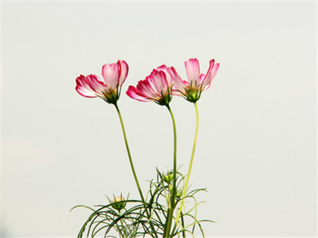 格?；破諘r(shí)間：波斯菊可以是！
