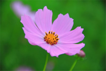 波斯菊和格?；ǖ降子惺裁磪^(qū)別