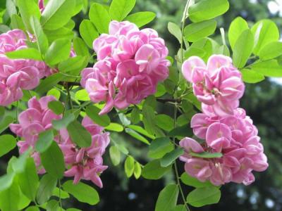 香花槐和紅花槐有什么區(qū)別？