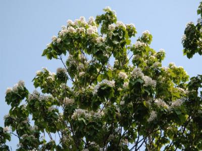楸樹(shù)什么時(shí)候開(kāi)花？