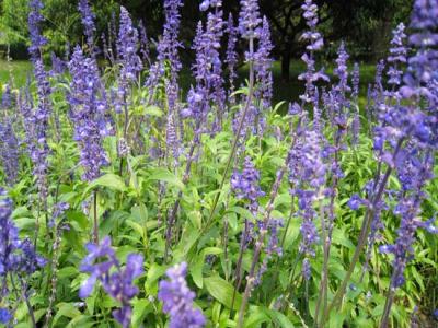 藍(lán)花鼠尾草什么時(shí)候開花，花期多久？