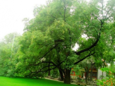種植國(guó)槐的整體利用價(jià)值有哪些？