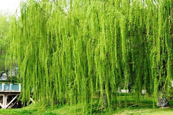 金絲垂柳是嫁接的嗎？