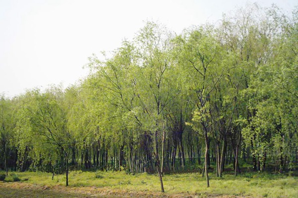 金絲垂柳是嫁接的嗎？