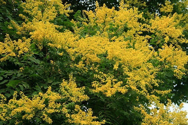欒樹什么時候開花，花期多久