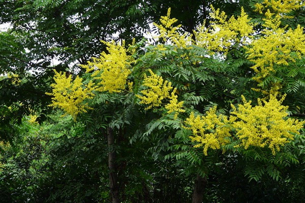 欒樹什么時候開花，花期多久