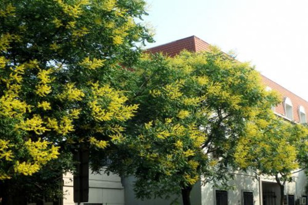 欒樹什么時候開花，花期多久