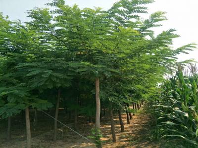 刺槐樹和洋槐樹有什么區(qū)別？是一種樹嗎？
