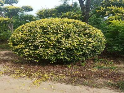 金葉榆產(chǎn)地是哪里？
