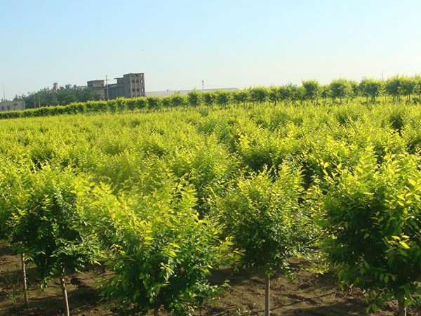基地直銷金葉榆樹苗，價(jià)格多少錢