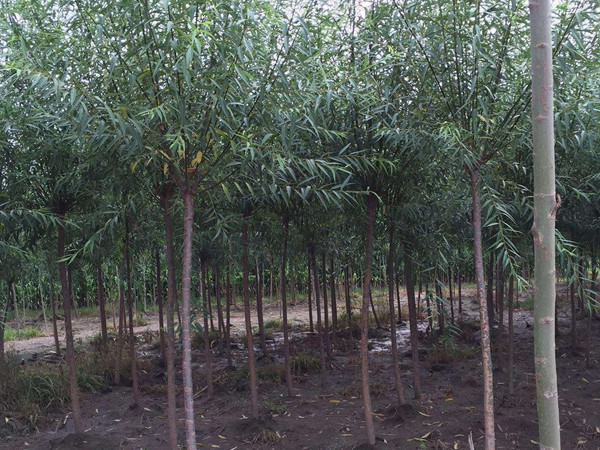 垂柳樹(shù)苗2公分報(bào)價(jià)，多少錢(qián)一顆
