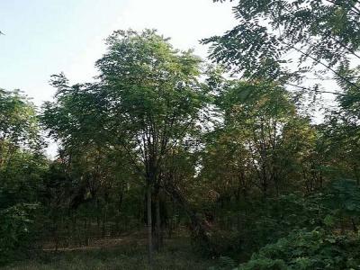 香花槐（紅花刺槐）的花語是什么？