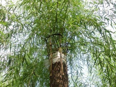 嫁接垂柳相對(duì)于原生垂柳有哪些優(yōu)勢(shì)？