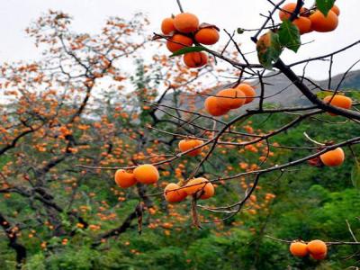 最新柿子樹(shù)低價(jià)批發(fā)，全國(guó)統(tǒng)一發(fā)貨
