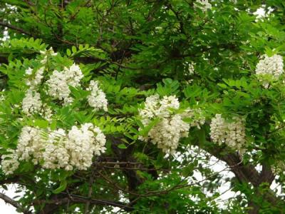 刺槐花語是什么？寓意是什么？