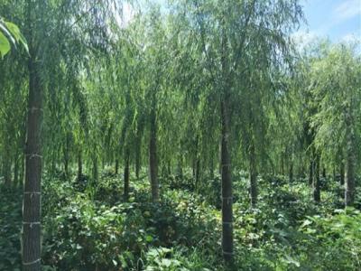 嫁接垂柳幼苗的市場(chǎng)價(jià)格是多少？