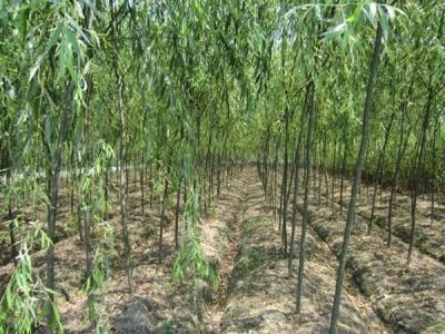 速生柳樹每年可以長(zhǎng)粗多少？