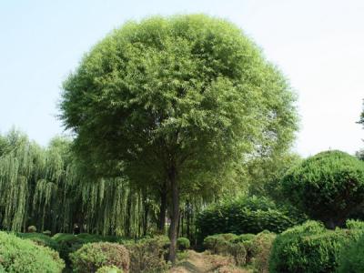 漳河柳和饅頭柳有什么區(qū)別？