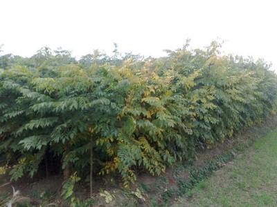 欒樹和黃山欒樹二者有什么區(qū)別？