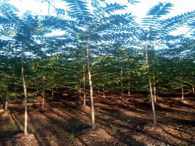 香椿和紅香椿二者有什么區(qū)別？