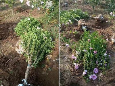 木槿花該如何種植及養(yǎng)護？