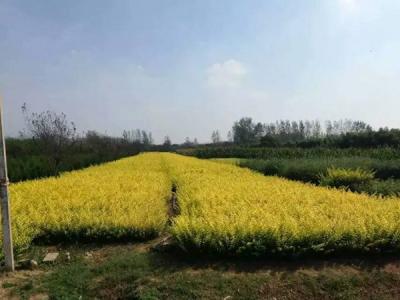 金葉女貞球和金森女貞球二者有什么明顯區(qū)別？
