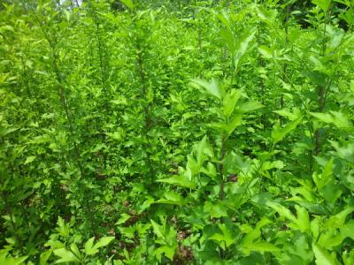 木槿樹(shù)的風(fēng)水寓意是什么？