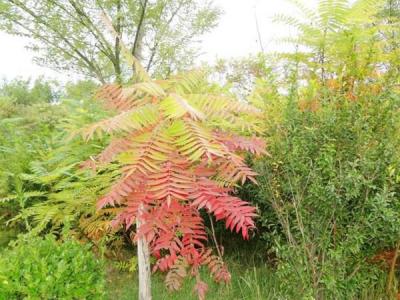 院子里種植臭椿風(fēng)水好嗎？