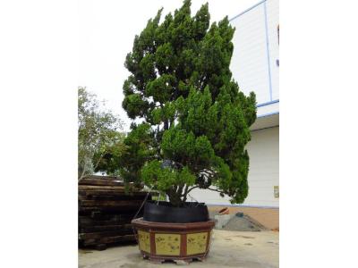 家有龍柏盆景對家風(fēng)水好嗎？