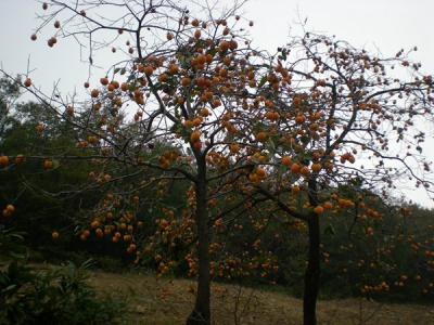 柿子樹結(jié)果少，甚至不結(jié)果，應該如何處理？