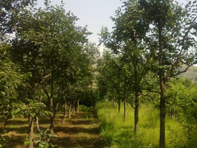 住宅內(nèi)適合種植柿子樹嗎？