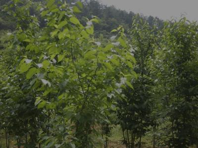 杜仲樹皮怎么采收，什么時候采收？