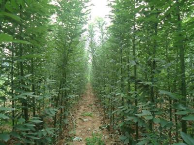 香花槐和刺槐有什么區(qū)別？