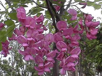 嫁接香花槐的市場價格是多少？