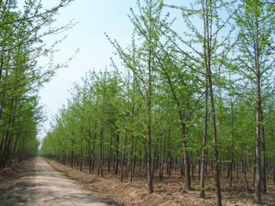 銀杏樹(shù)什么時(shí)候開(kāi)花，什么時(shí)候結(jié)果?