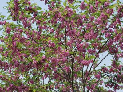 嫁接香花槐基地在哪里？