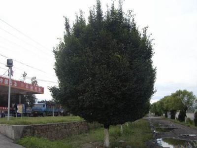 圓冠榆葉片脫落什么原因，怎么辦