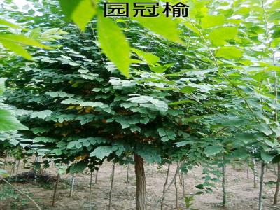 市面上3公分圓冠榆小苗的市場價格是多少？
