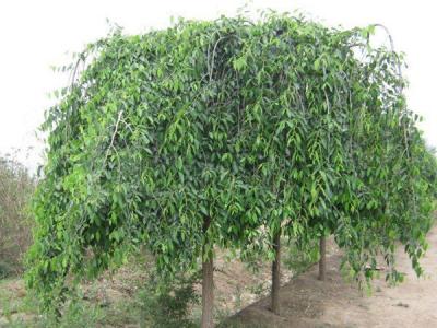 小葉垂榆種植在哪些地區(qū)，有什么特點？