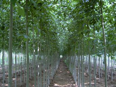 毛白楊的雌株和雄株應該如何區(qū)別？