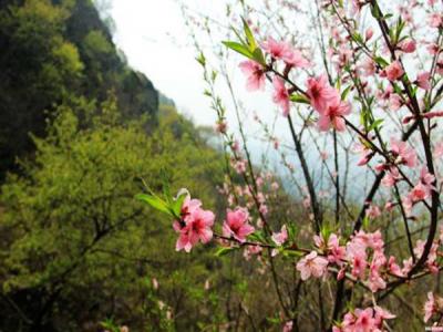 山桃什么時候開花，什么時候賞花效果好
