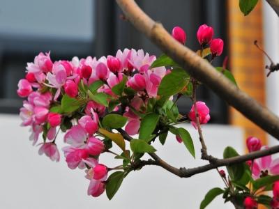 西府海棠如何繁殖，常見(jiàn)的繁殖方式是什么