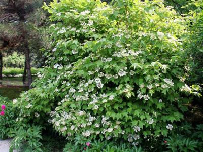 應(yīng)該如何區(qū)別天目瓊花以及瓊花 ？